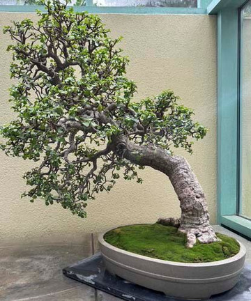 Pacific Bonsai Museum-费德勒尔韦必去景点