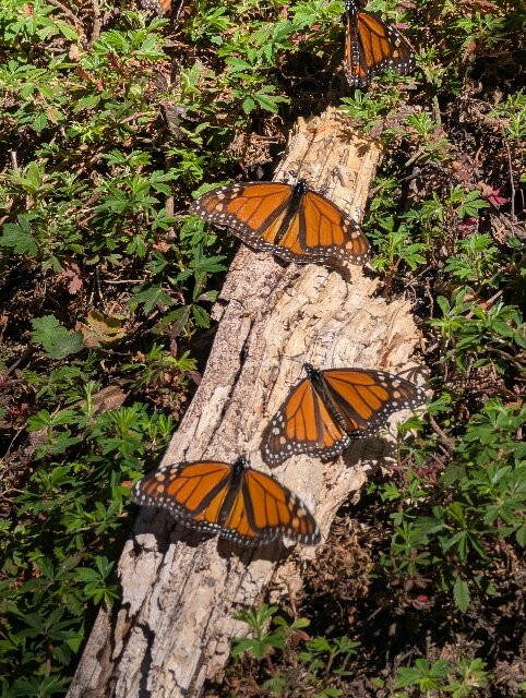 Tekpan Tours-墨西哥城必去景点