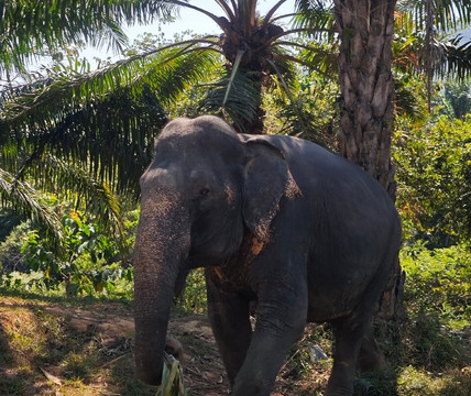 Phuket Cheap Tour-普吉岛必去景点