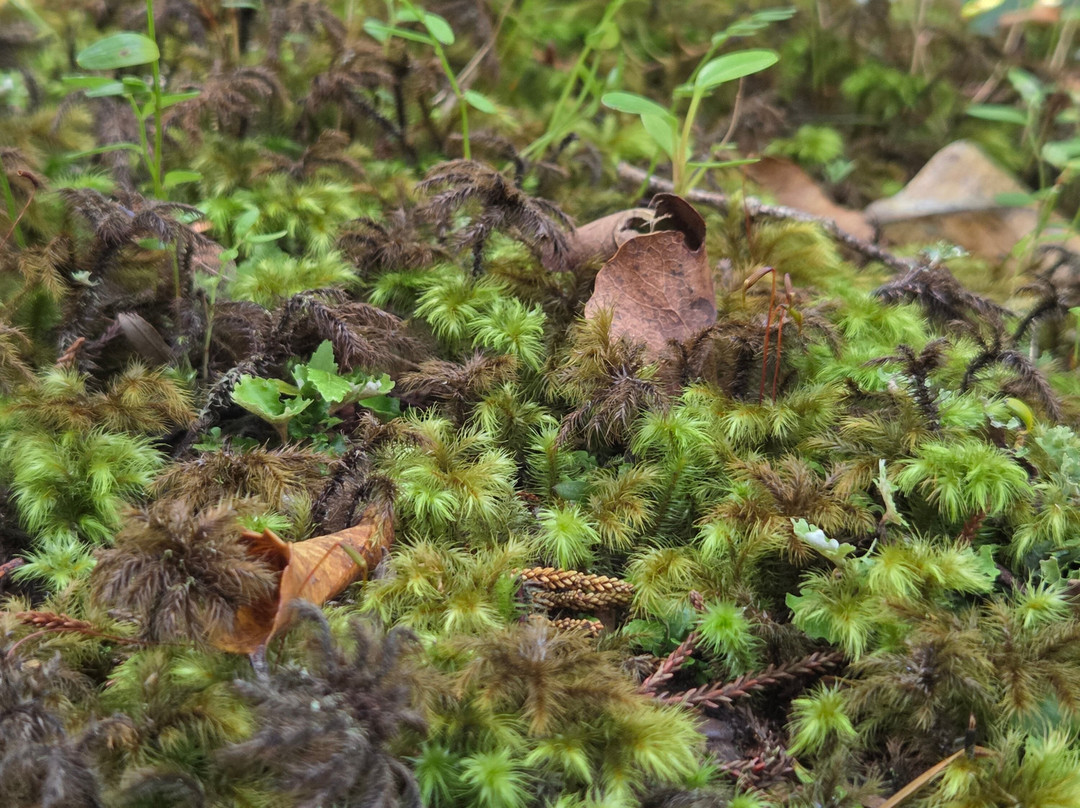 Ulva Island-斯图尔特岛必去景点