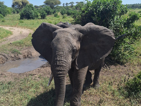 Shafino Wildlife Safaris-阿鲁沙必去景点