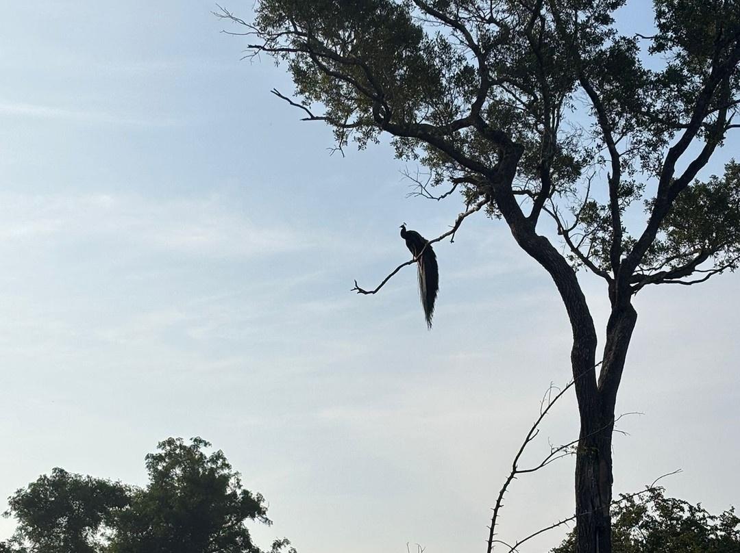 Lakshan jeep safari habarana-哈巴拉娜必去景点