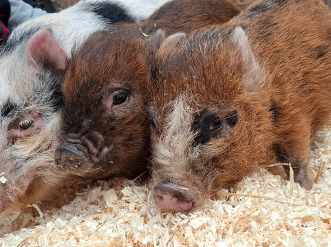 Kew Little Pigs Farm Ltd-Amersham必去景点