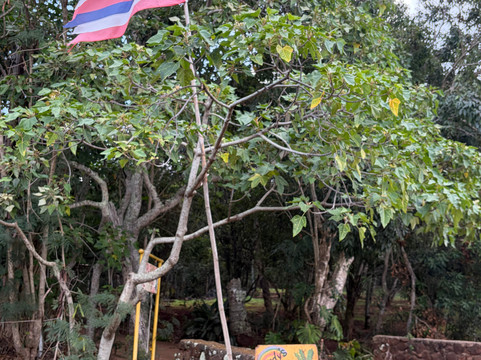 Purdy's All-Natural Macadamia Nut Farm-摩洛凯岛必去景点