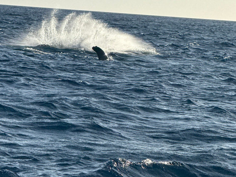 Maui Reef Adventures-毛伊岛必去景点