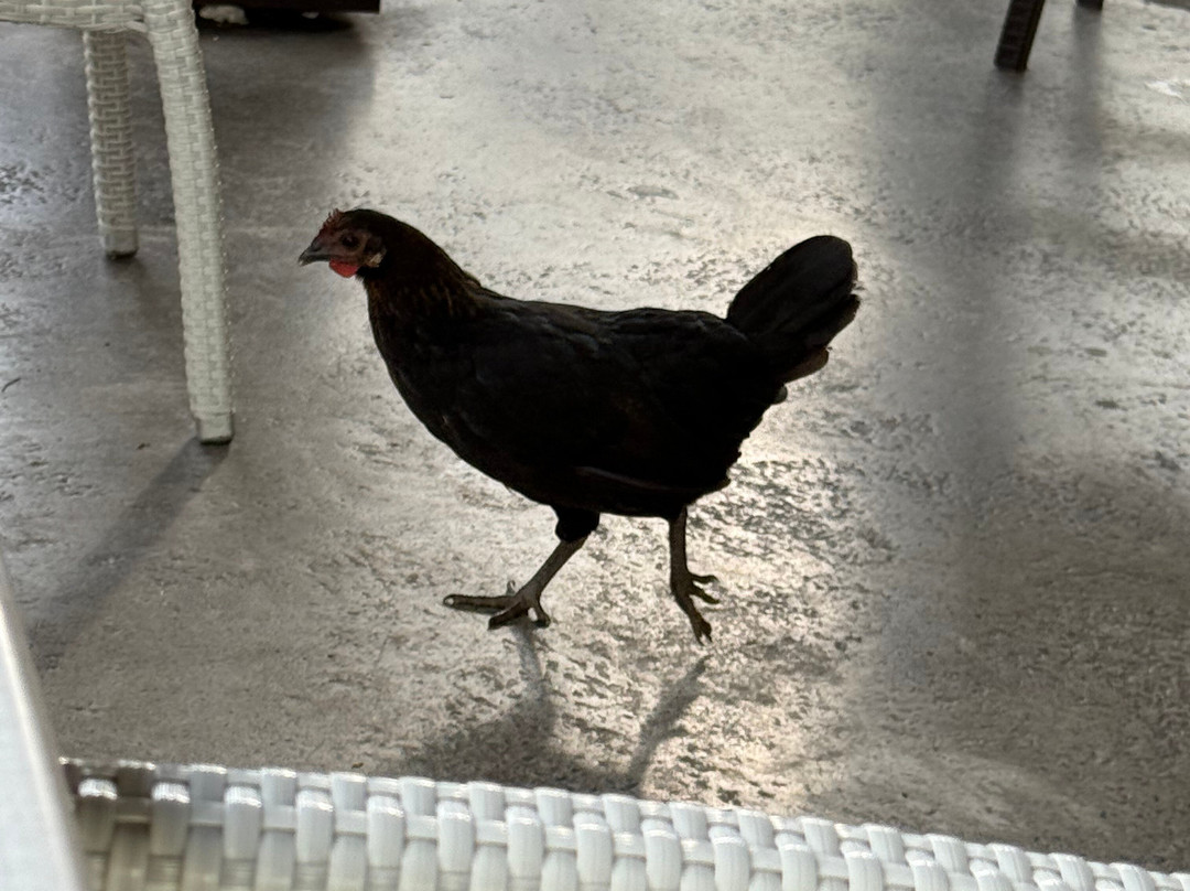 Tortola Pier Park-Road Town必去景点