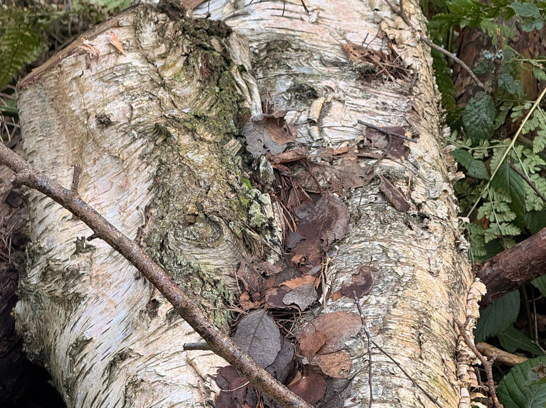 Englemere Pond-Ascot必去景点