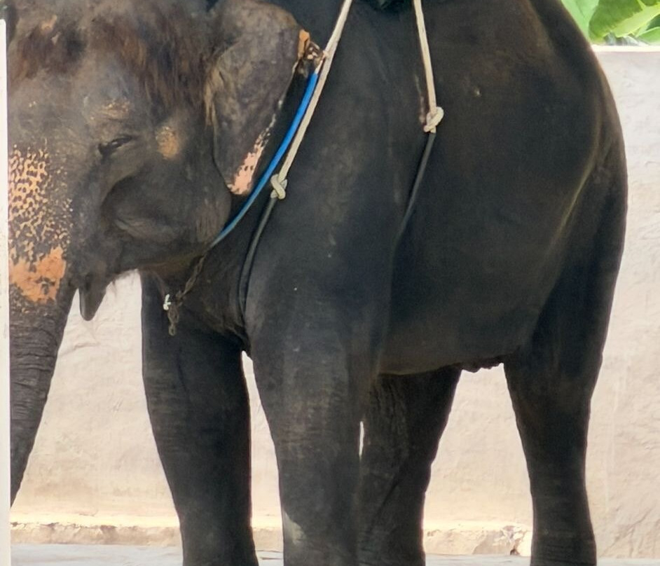 Hua Hin Safari-华欣必去景点