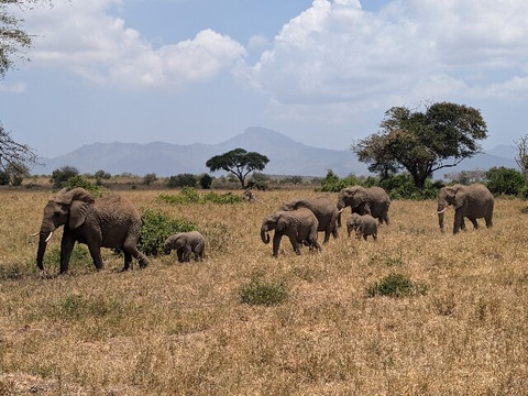 Mufasa Tours and Travels-内罗毕必去景点