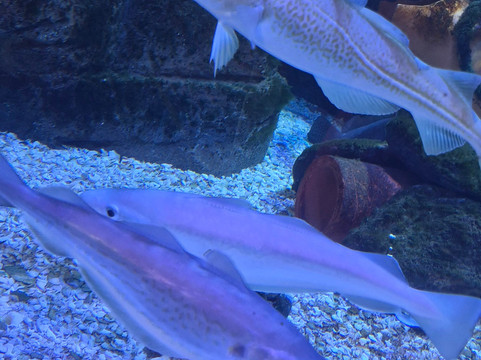 Marine Discovery Centre & Whitby Lobster Hatchery-惠特比必去景点