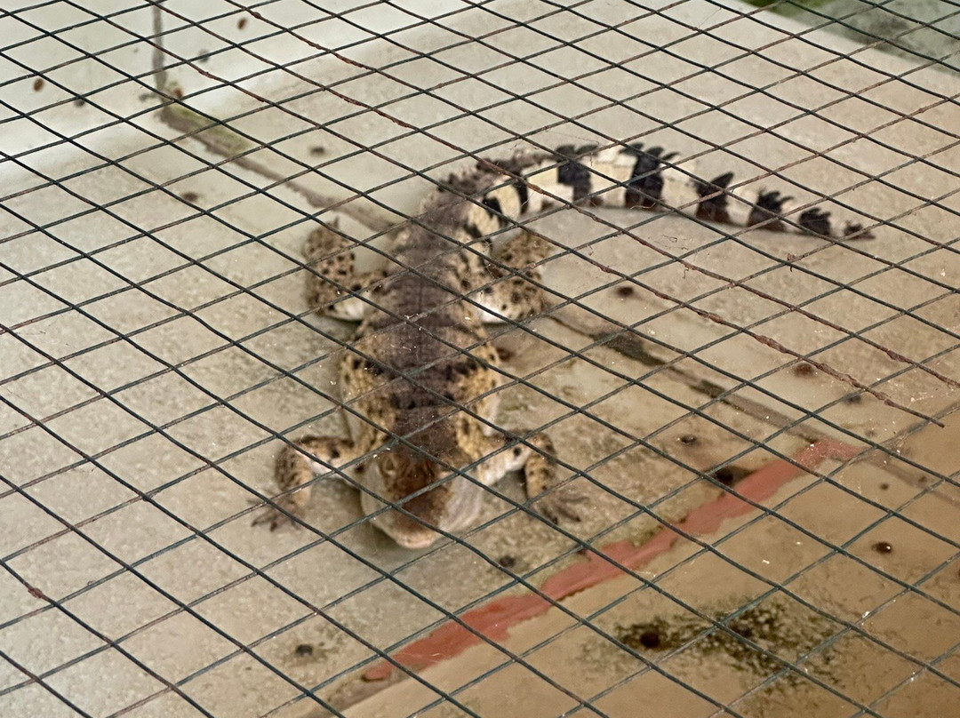 Palawan Wildlife Rescue and Conservation Center-公主港必去景点