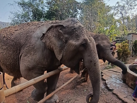 Elephant Sanctuary Care Park-清迈必去景点