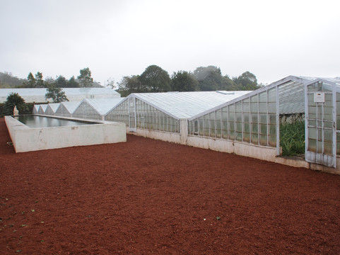 Plantação de Ananás dos Açores-蓬塔德尔加达必去景点