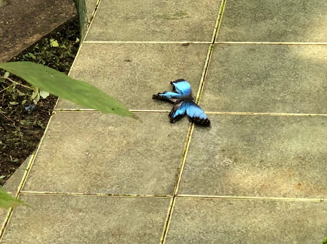 Cabo Blanco Butterfly Farm