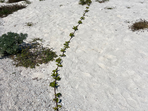 干龟岛国家公园-基韦斯特必去景点