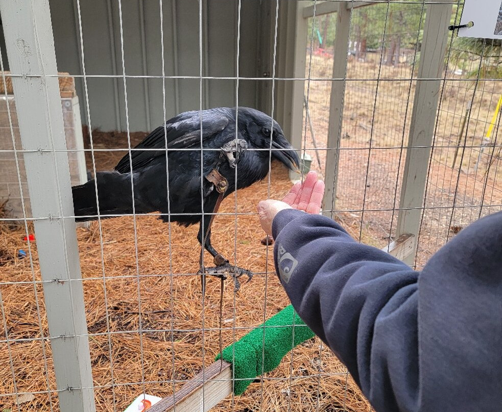 Badger Run Wildlife Rehab-克拉马斯福尔斯必去景点