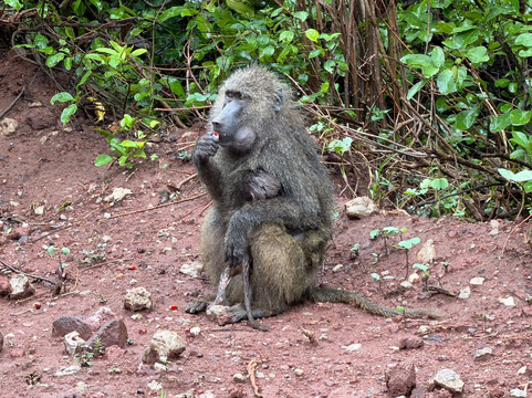 Lake Manyara-Lake Manyara National Park必去景点