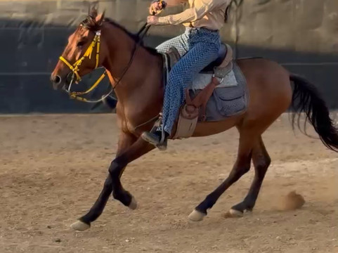 Paraguana A Caballo-Punto Fijo必去景点