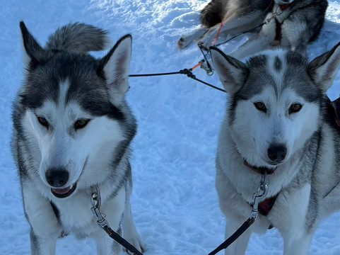 Aurora Borealis Adventures-Vindeln必去景点