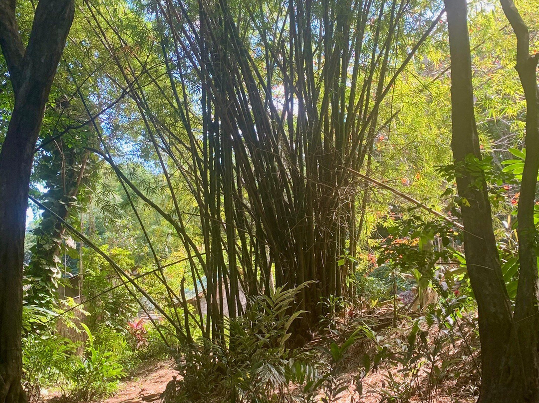 Indian River-多米尼克必去景点