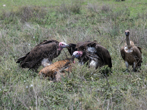 Kiliclimb Africa Safaris-阿鲁沙必去景点