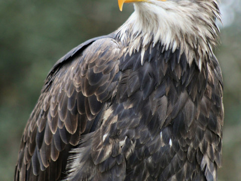 Mercer Falconry Raptor Park-Farnsfield必去景点