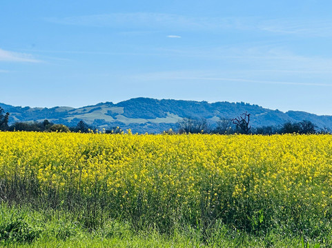 Joe Rodota Trail at Sonoma County Parks-Sebastopol必去景点