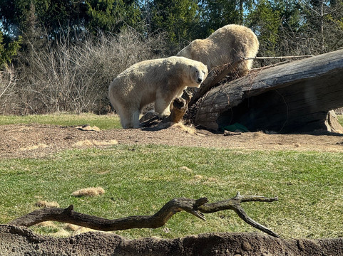 哥伦布动物园-Powell必去景点
