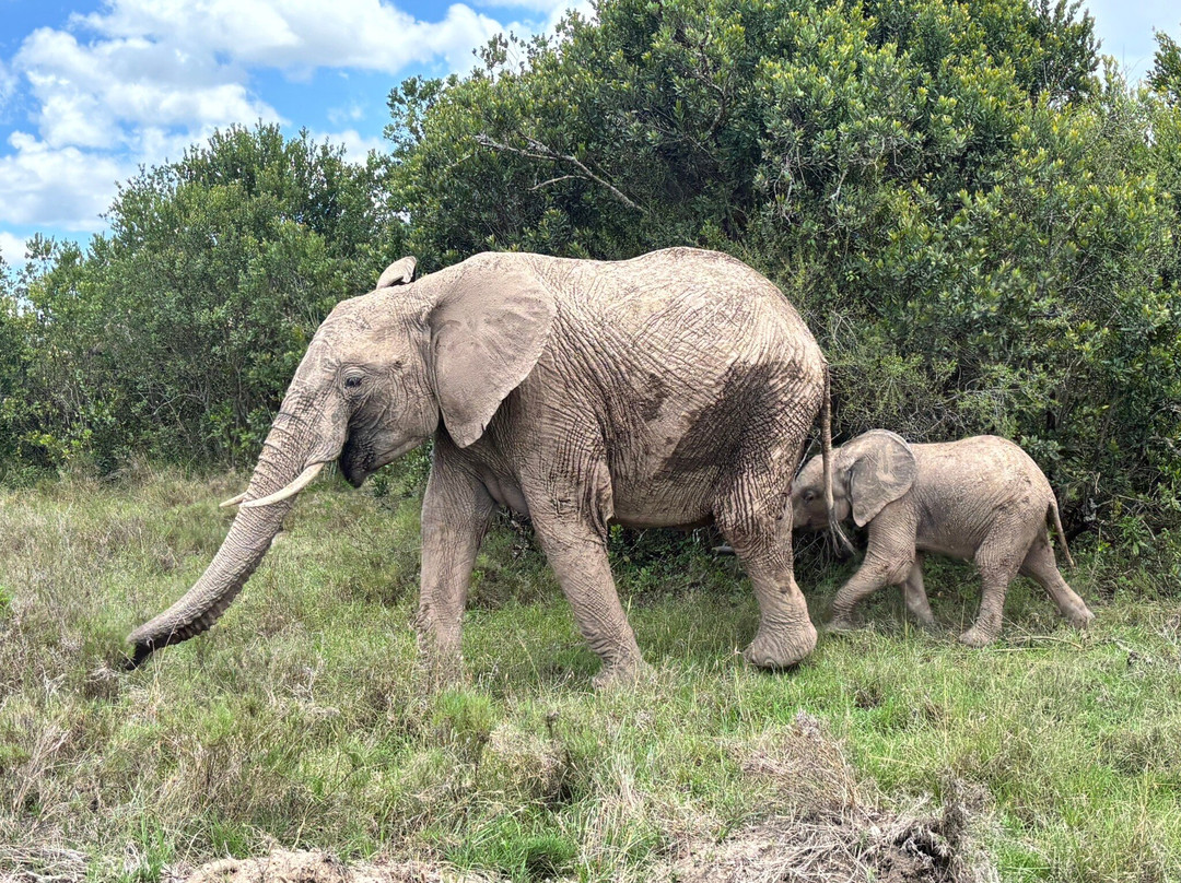 Adept Kenya Safaris-内罗毕必去景点