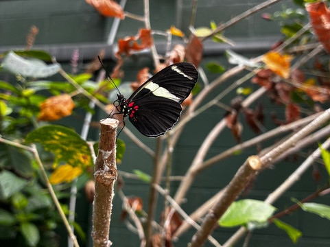Butterfly Wonderland-斯科茨代尔必去景点