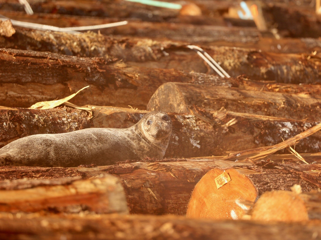 Sea Otter Eco Tours-Port Alice必去景点