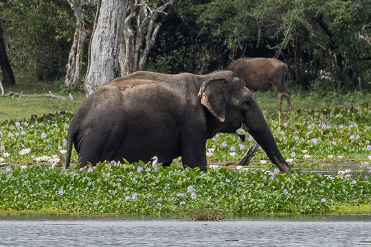 Ruwan Yala Jeep Safari-Debarawewa必去景点