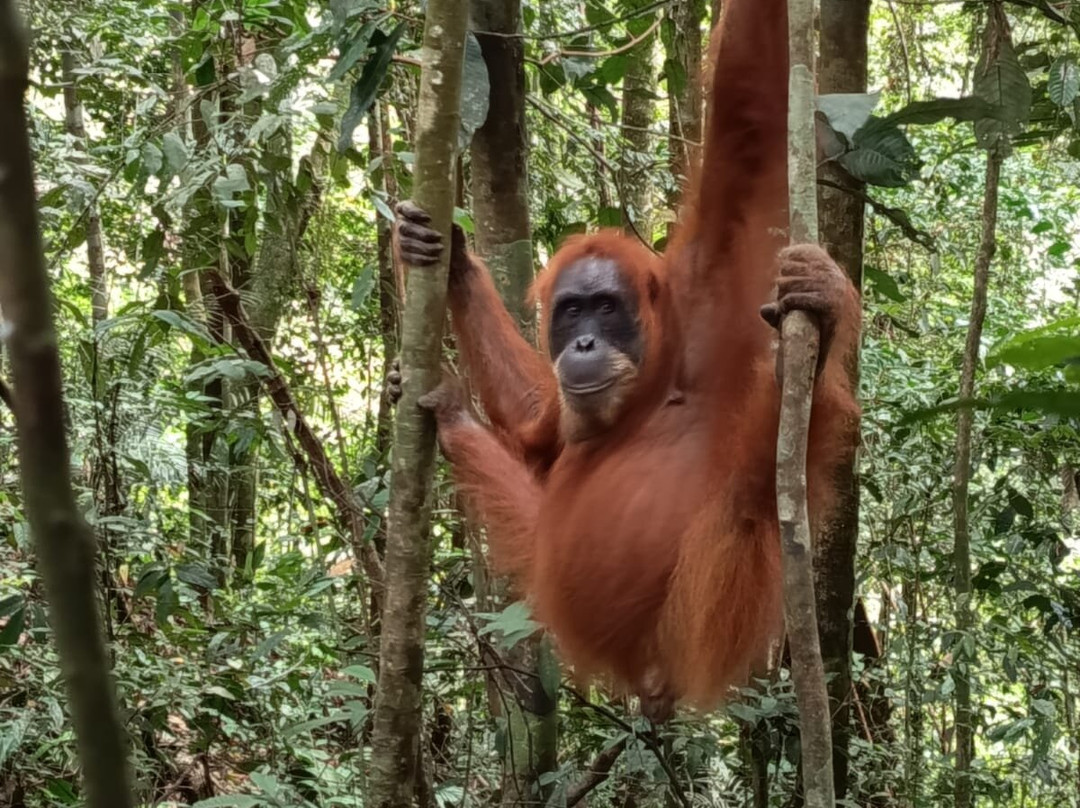 Trek of Sumatra-武吉拉旺必去景点