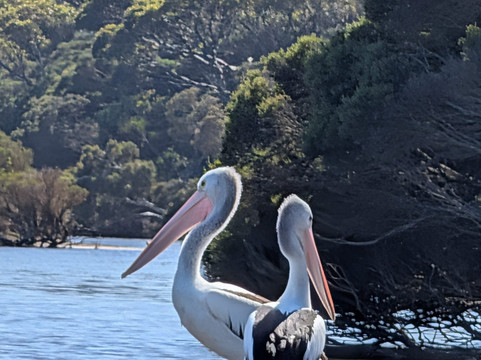 Kangaroo Island Outdoor Action-袋鼠岛必去景点