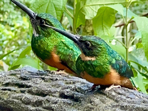 Pacific Trade Winds-Nuevo Arenal必去景点