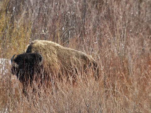 Yellowstone Wild-加德纳必去景点