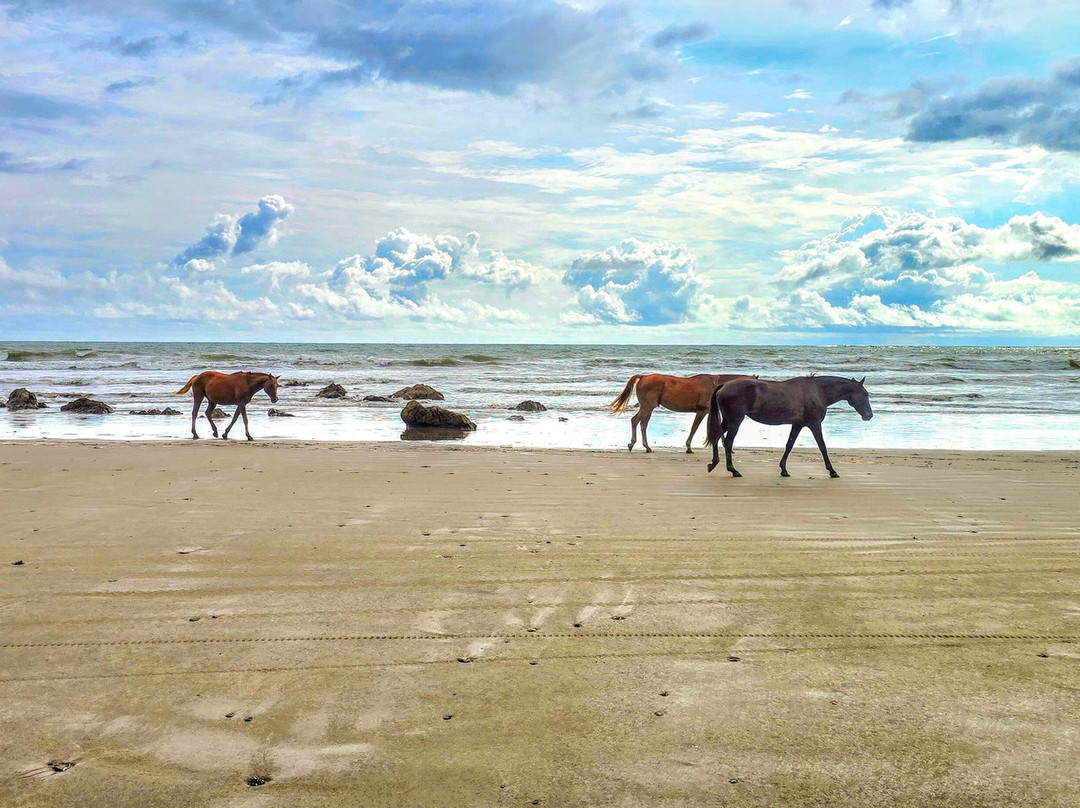 Sea Life Costa Rica-Cabuya必去景点