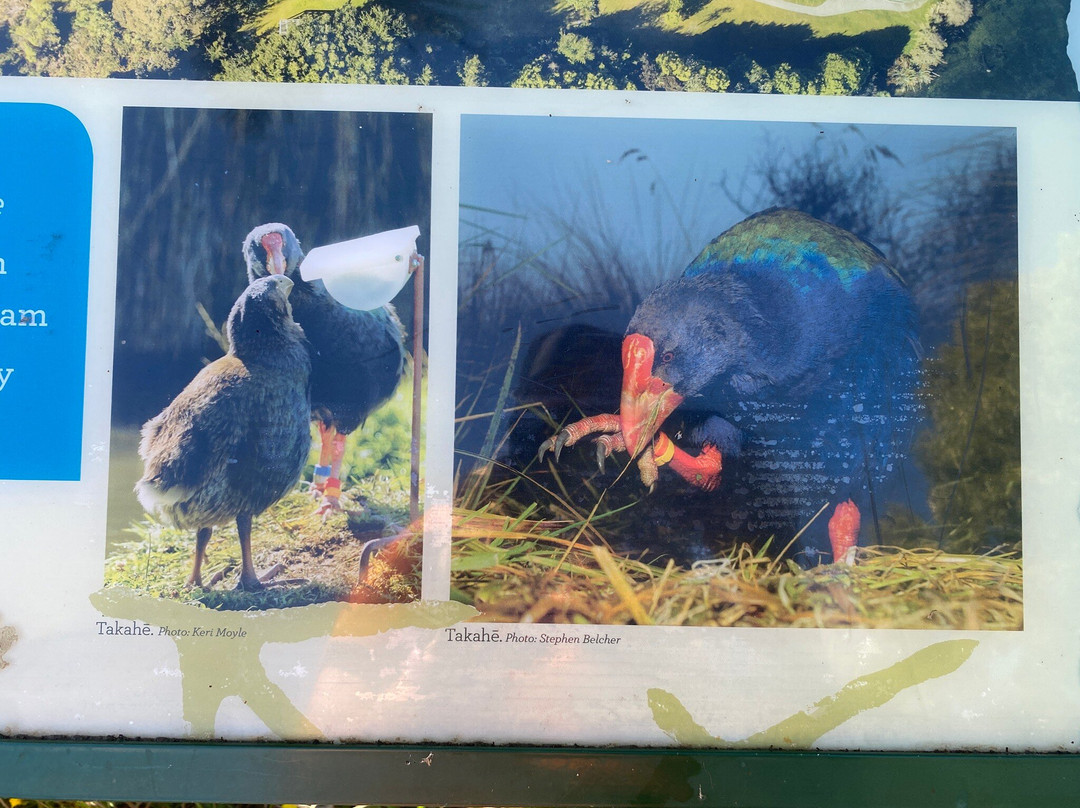 Te Anau Bird Sanctuary-蒂阿瑙必去景点