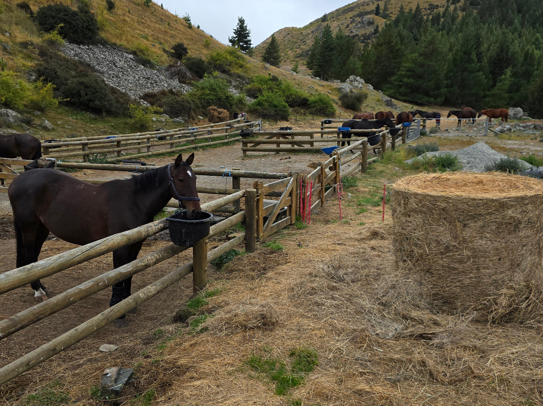 麦肯西高山骑马之旅－一日游-特卡波湖必去景点