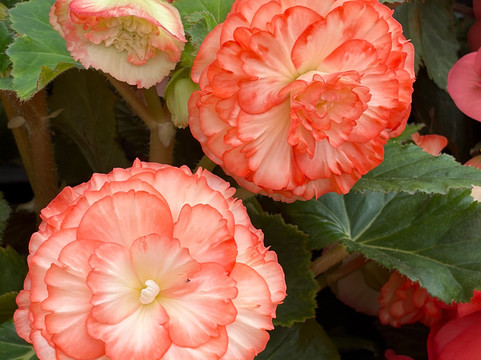 Christian's Bus Co.-Ocean Grove必去景点