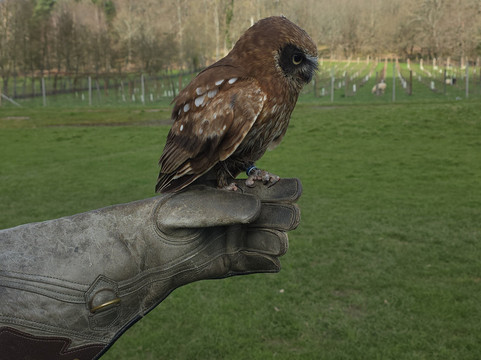 UK Owl And Raptor Centre-Groombridge必去景点