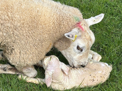 Somerset Sheep Trekking-Pitminster必去景点