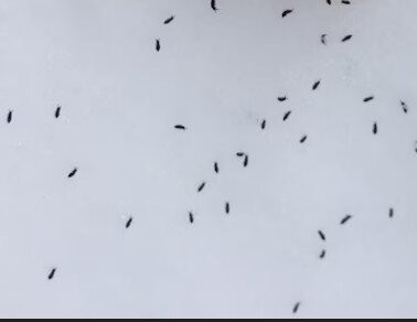 Chapa Express Train-河内必去景点