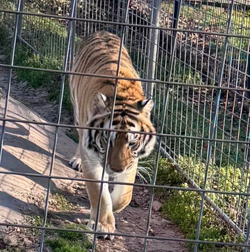Turpentine Creek Wildlife Refuge-尤里卡斯普林斯必去景点