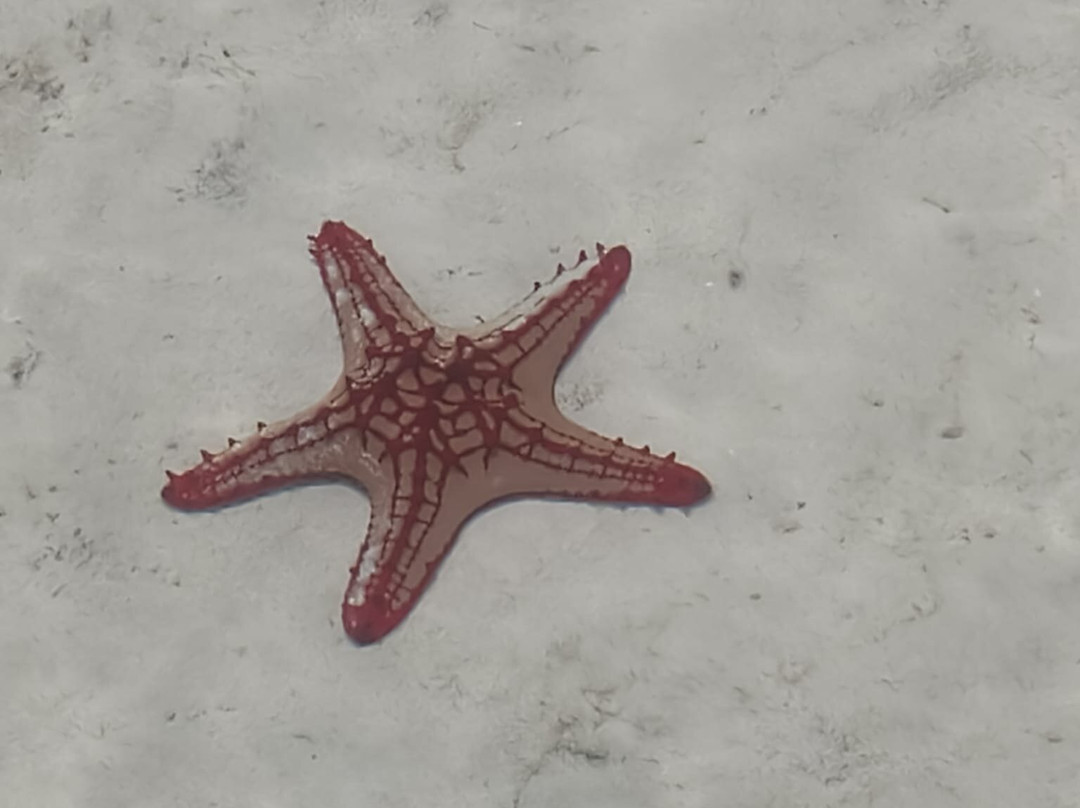 Jacarondo Safari Kenya-瓦塔木必去景点