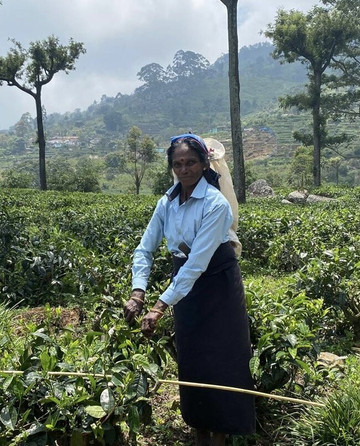 Vision Lanka Tours-加勒必去景点