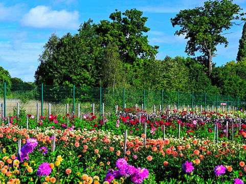 Aylett Nurseries-圣奥尔本斯必去景点