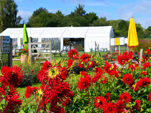 Aylett Nurseries-圣奥尔本斯必去景点