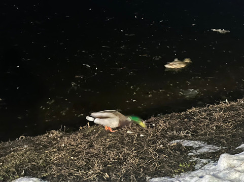 Pond near Diorama-基洛夫必去景点