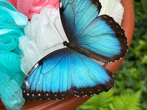 Schmetterlingspark Fehmarn-Burg auf Fehmarn必去景点